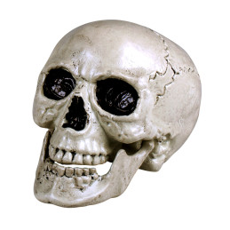 Crâne Maxilla avec mâchoire...