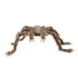 Araignée velue...