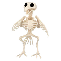 Squelette de Oiseau 20 cm 