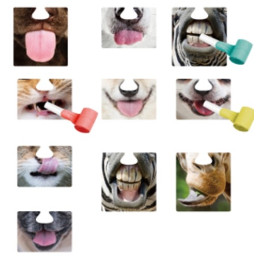 Nose masques x 10 + 6...